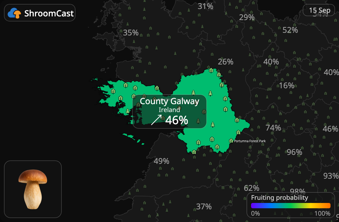 Prawdziwek County Galway