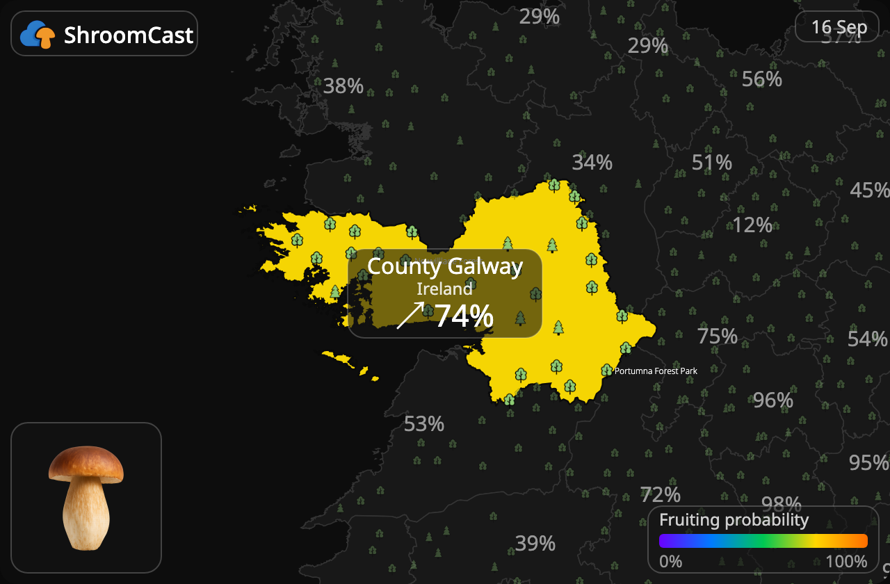 Prawdziwek County Galway