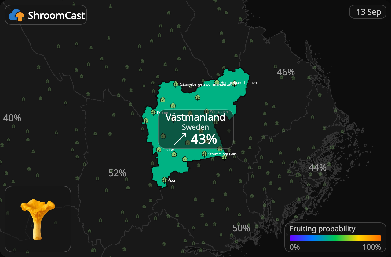 Kantarell Västmanland