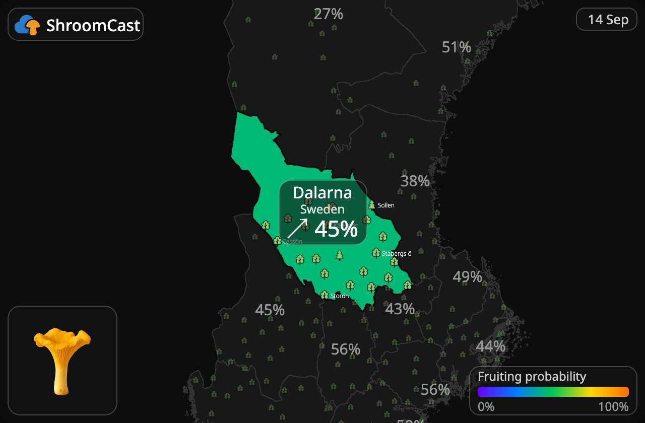Kantarelli Dalarna