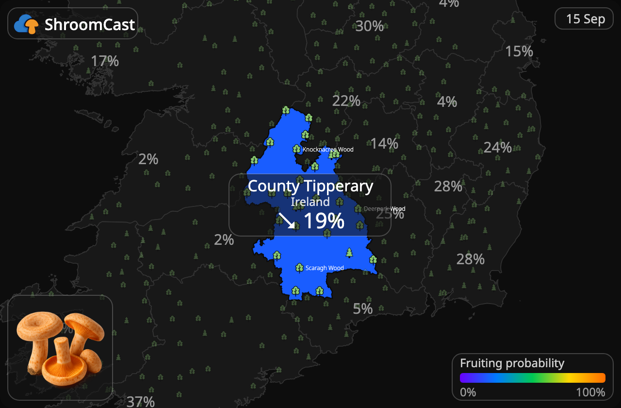 Ægte mælkehat County Tipperary