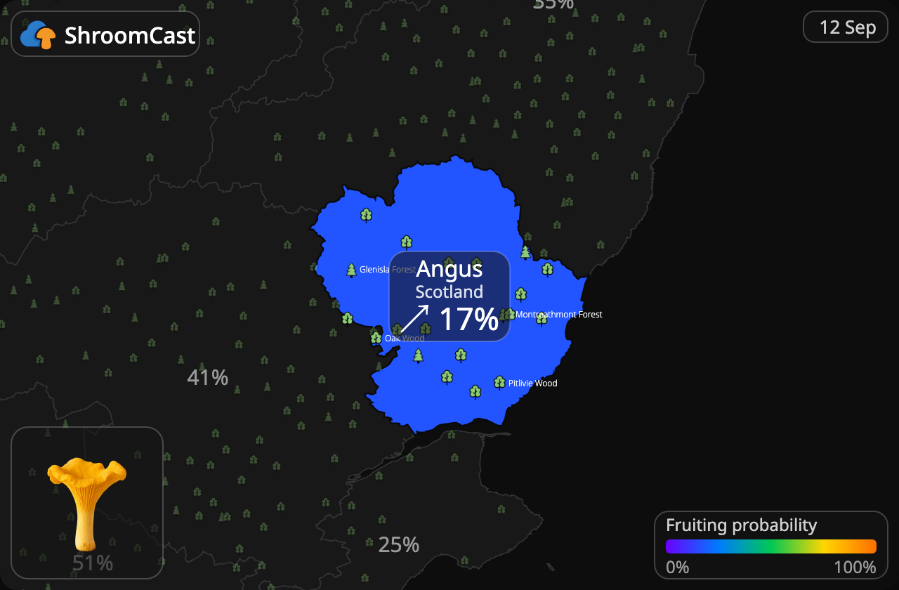 Kantarelli Angus