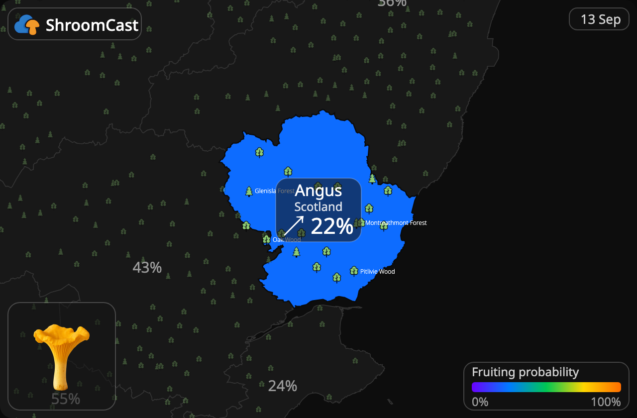 Kantarell Angus