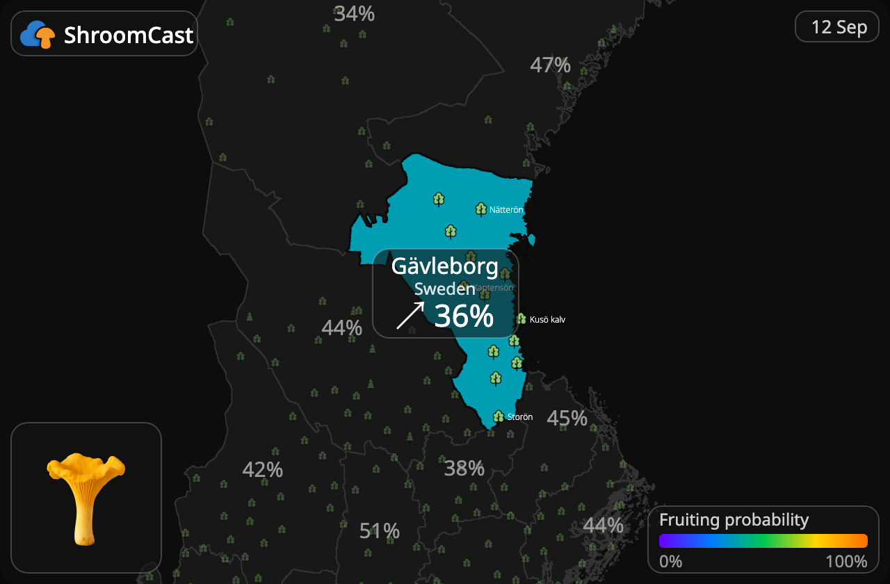 Cantharel Gävleborg