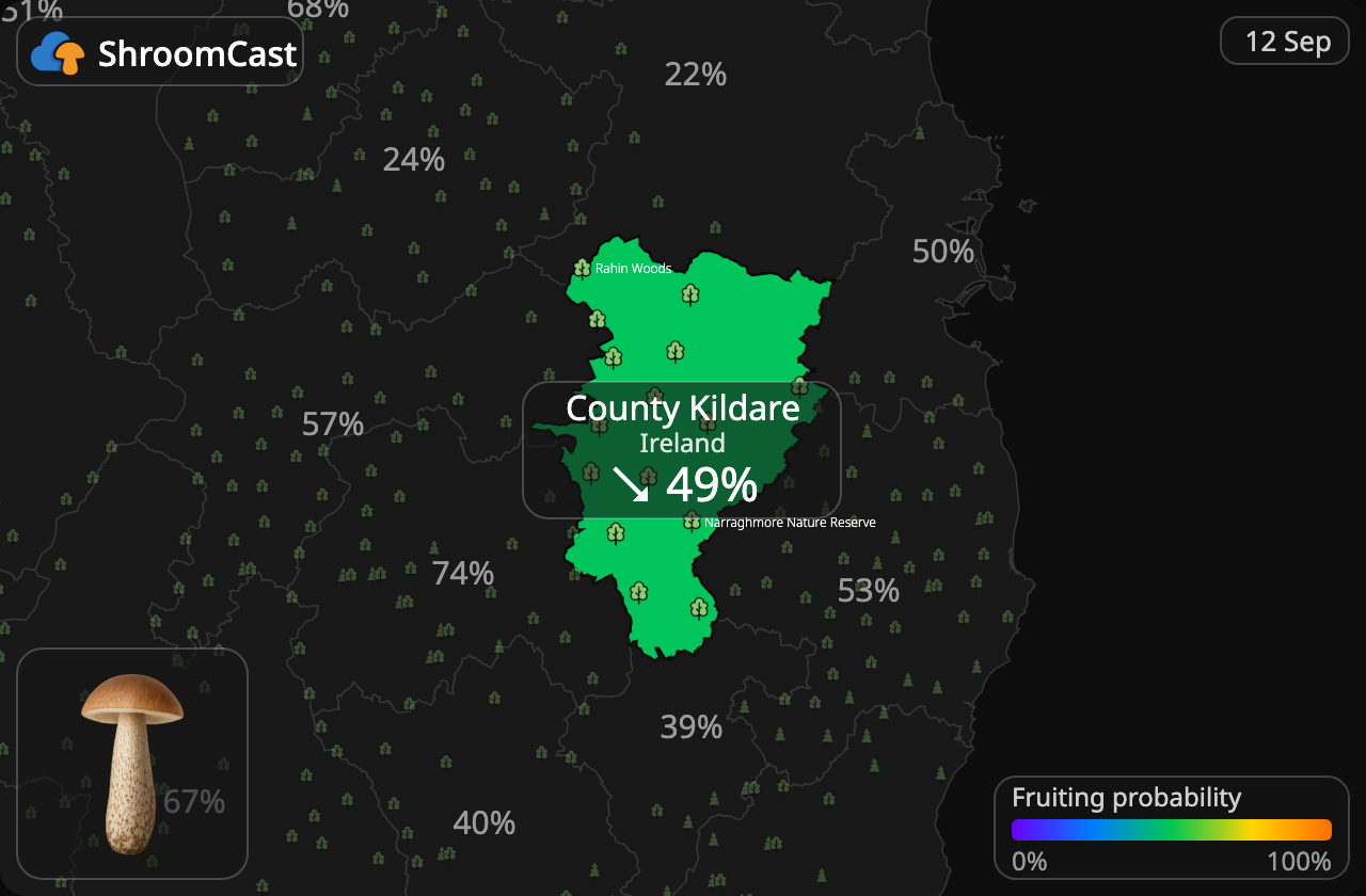 Bolet rude County Kildare