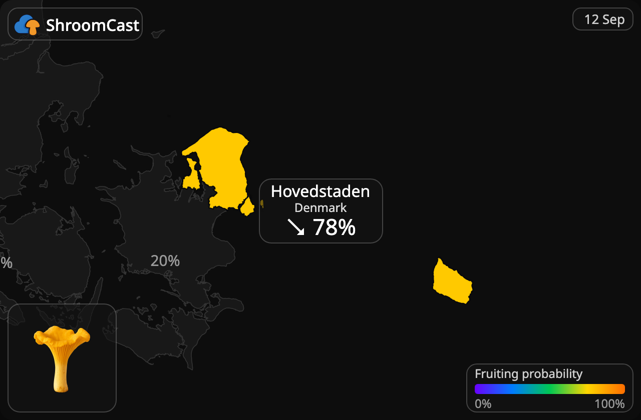 Finferlo Hovedstaden
