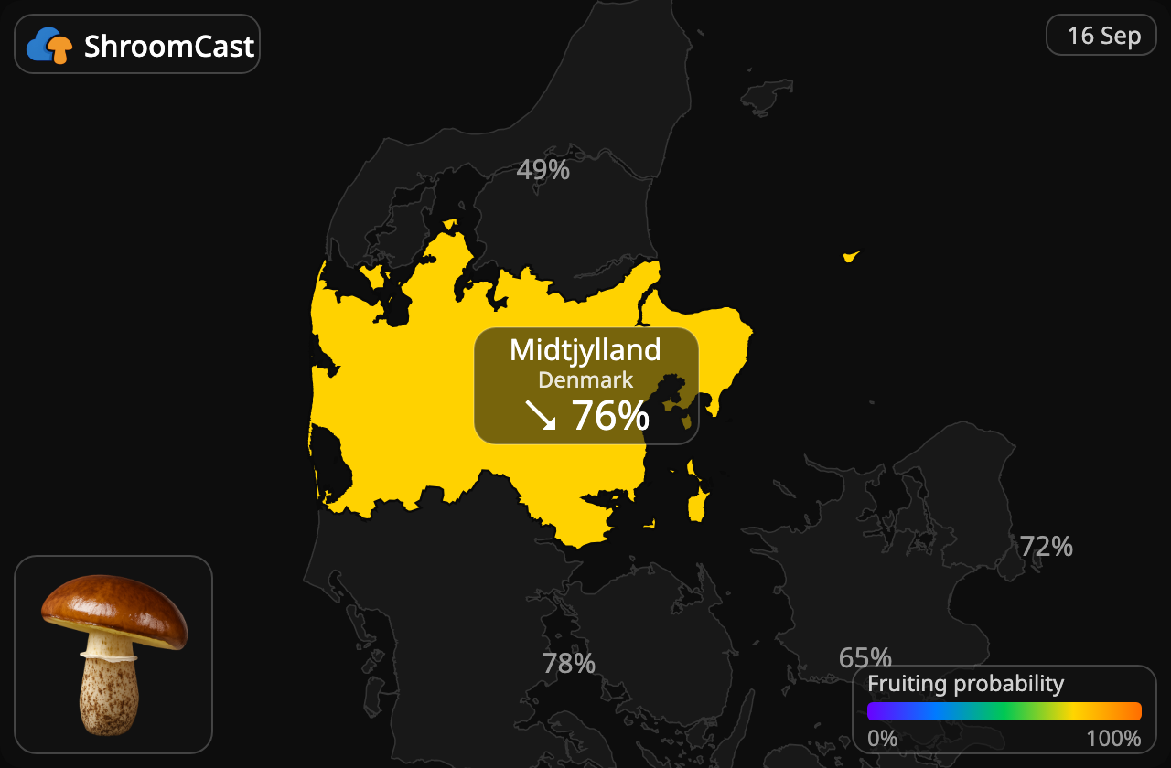 Maślak Midtjylland