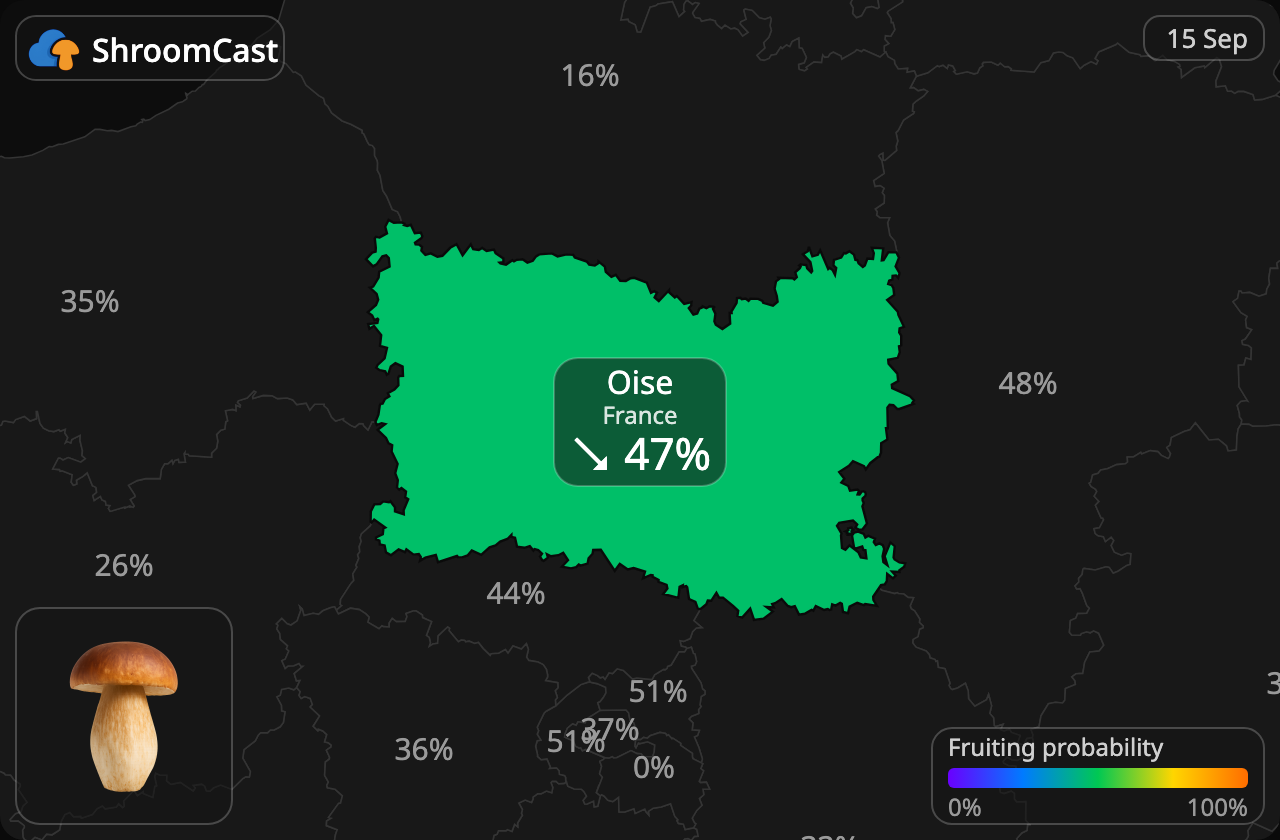 Prawdziwek Oise