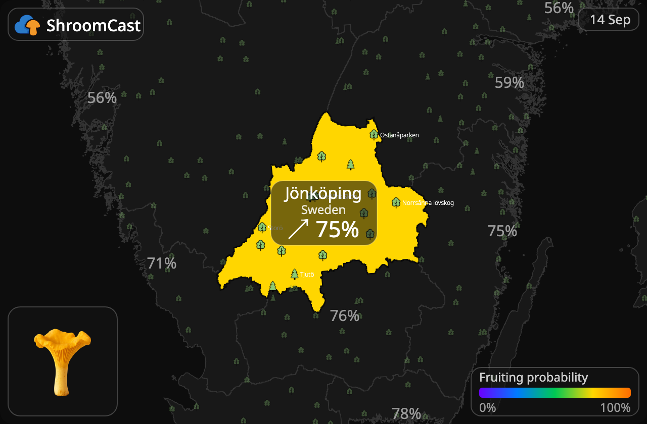 Girolle Jönköping