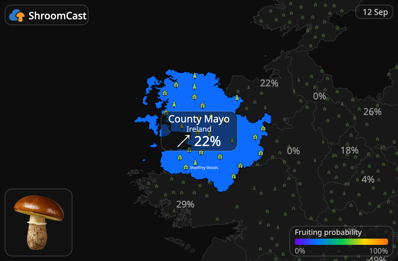 Bruine ringboleet County Mayo