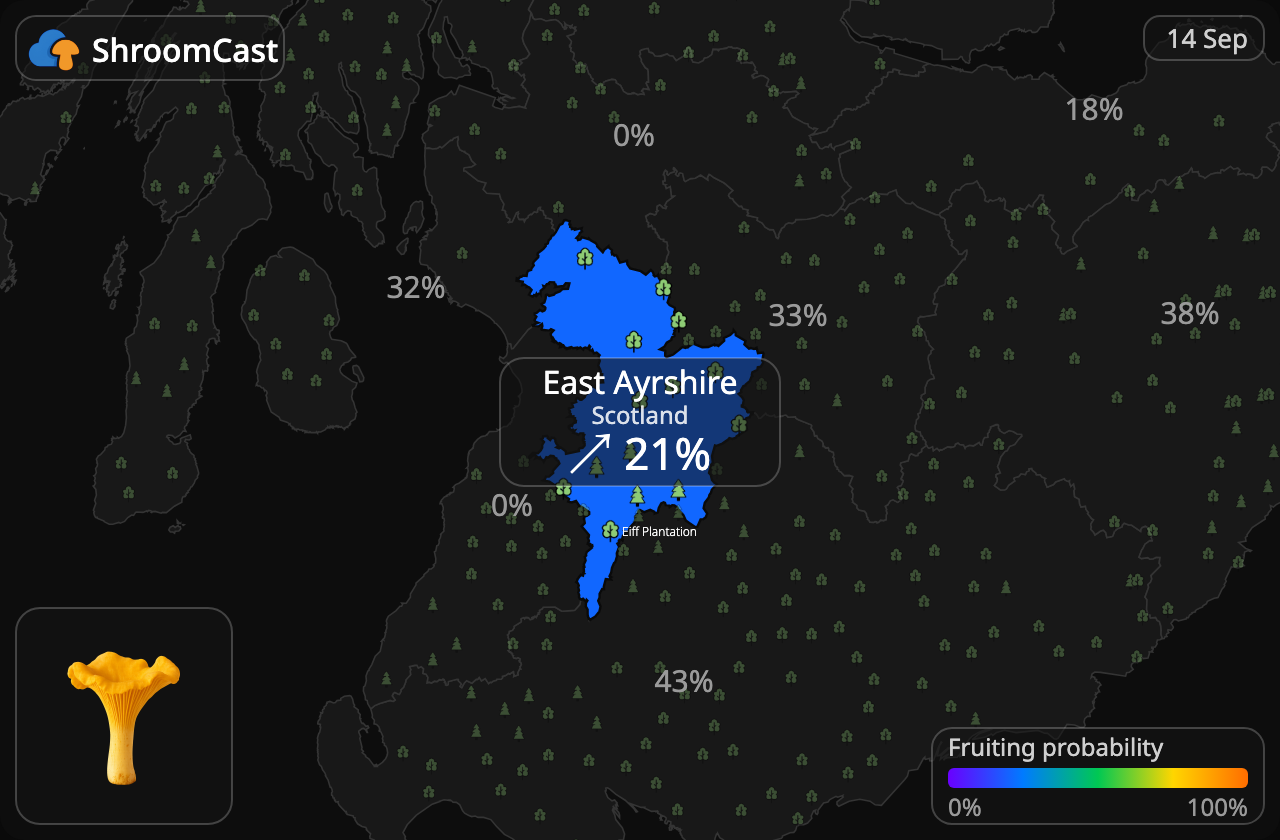 Pfifferling East Ayrshire