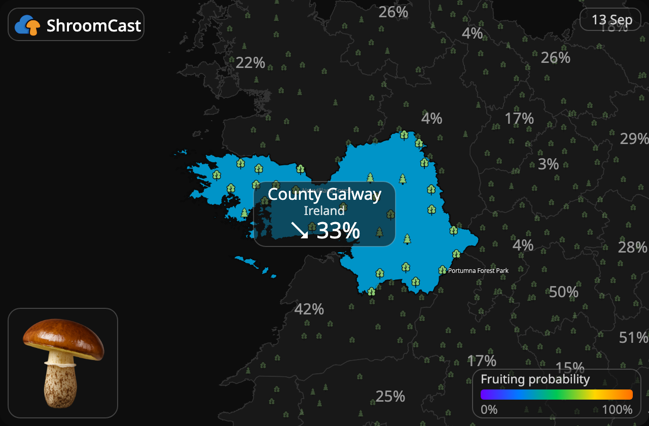 Slippery Jack County Galway