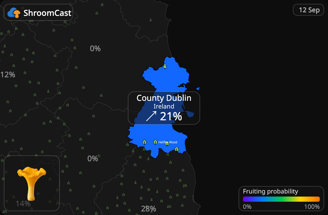 Лисичка звичайна County Dublin