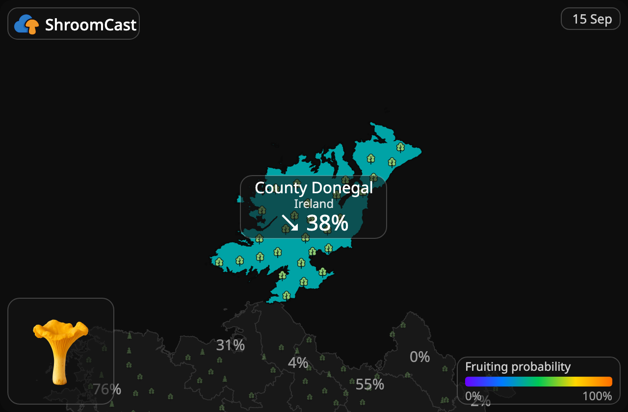 Лисичка звичайна County Donegal