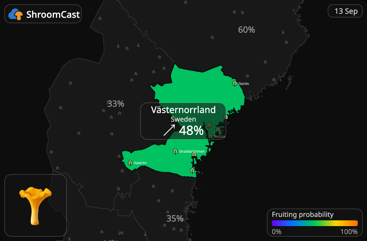 Kantarel Västernorrland