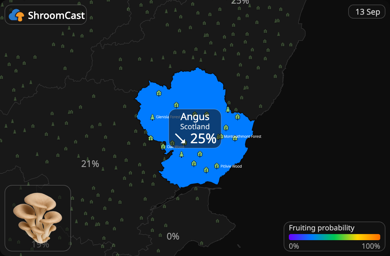 Østerssopp Angus