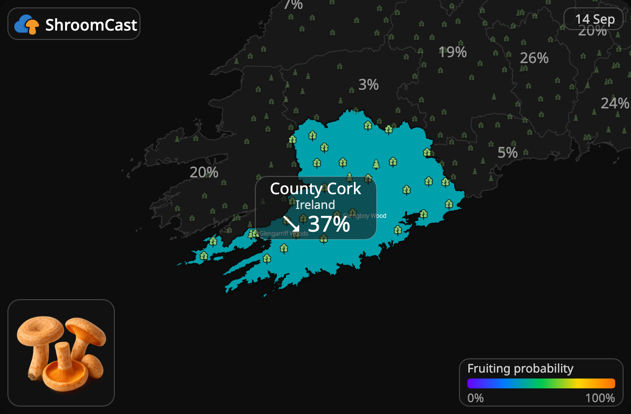 Lactaire délicieux County Cork