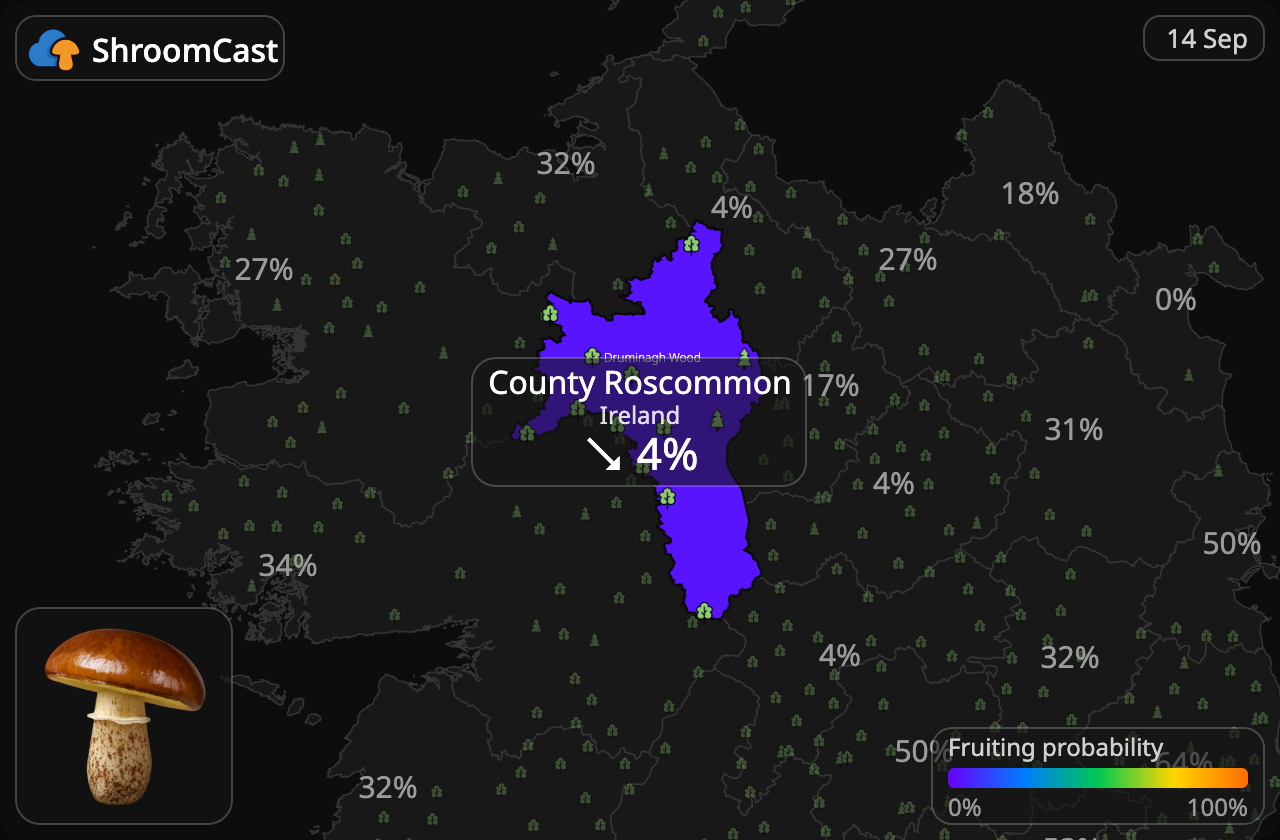Smørsopp County Roscommon