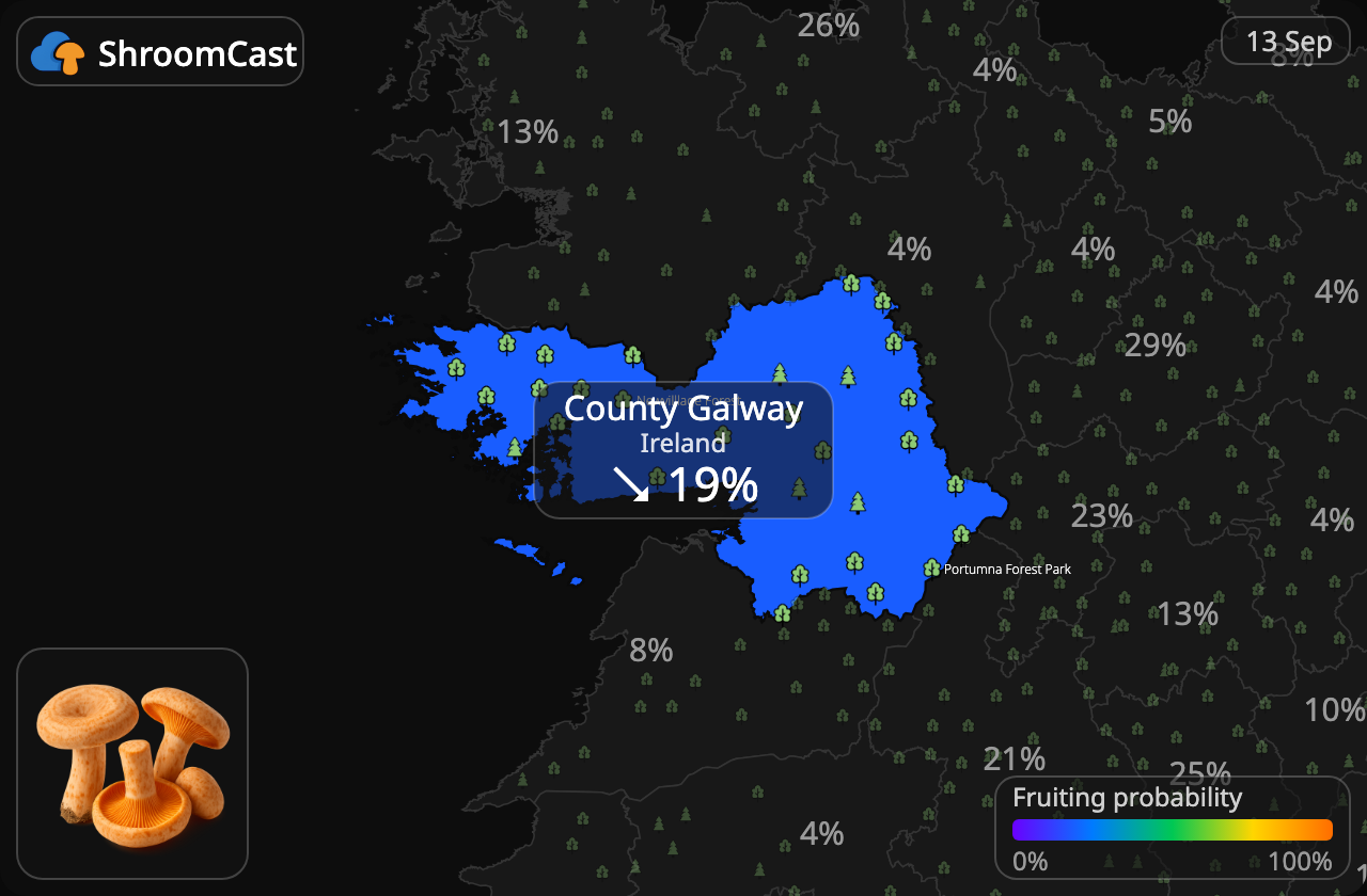 Smakelijke melkzwam County Galway