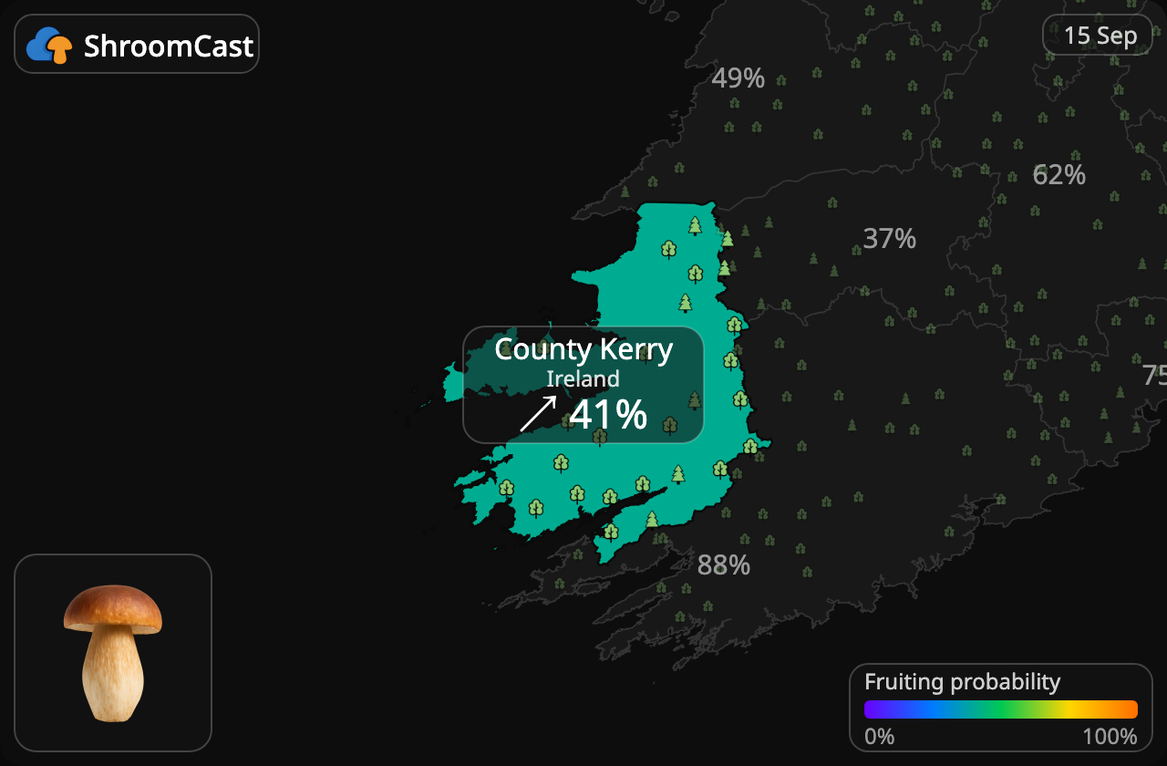 Steinsopp County Kerry