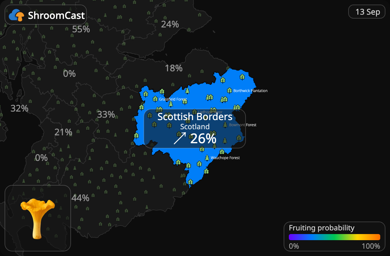 Pfifferling Scottish Borders