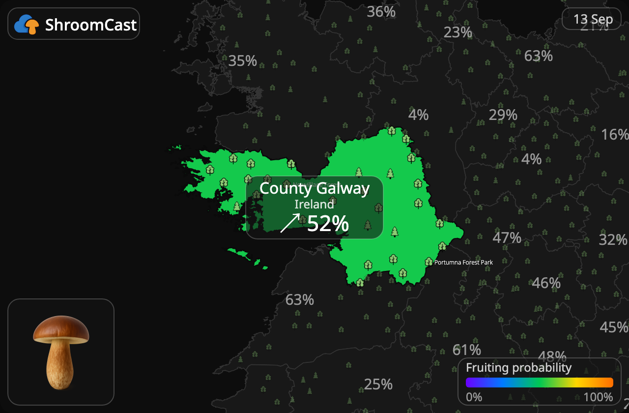 Польський гриб County Galway