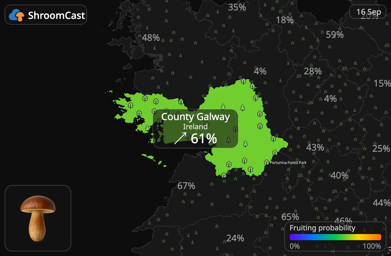 Podgrzybek County Galway
