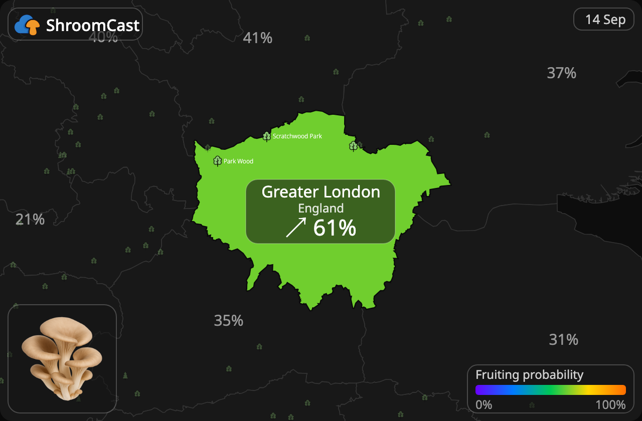 Глива звичайна Greater London