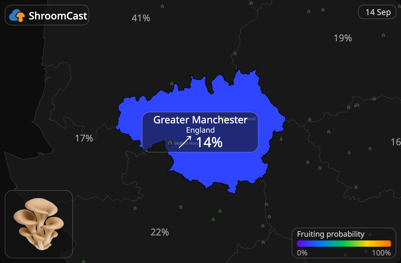 Austernseitling Greater Manchester