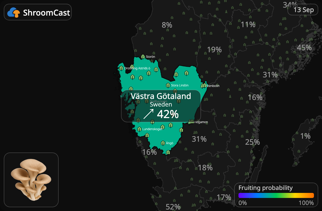 Pleurote Västra Götaland