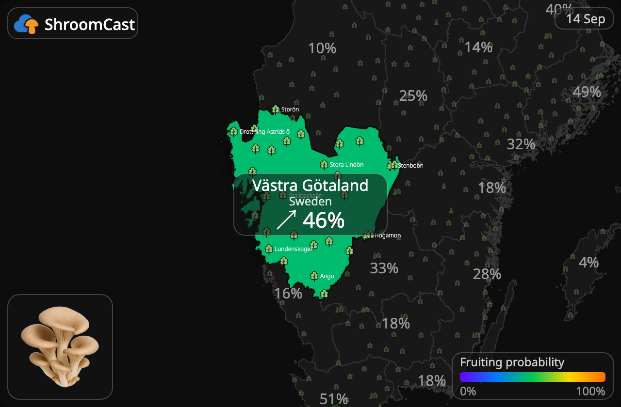 Ostronskivling Västra Götaland