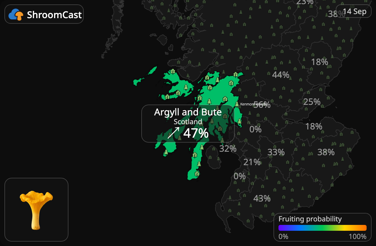 Kantarell Argyll and Bute