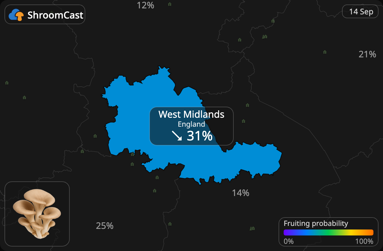 Østerssopp West Midlands
