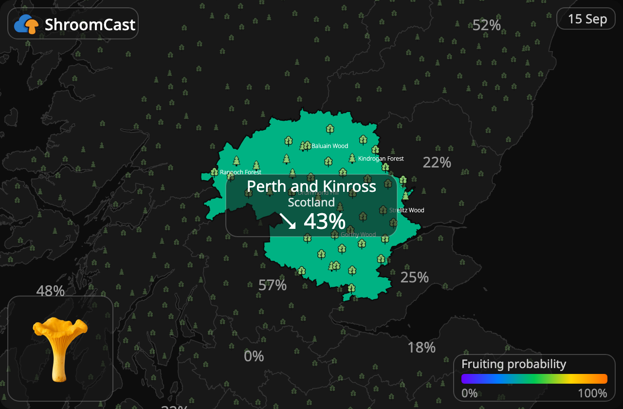 Kantarell Perth and Kinross