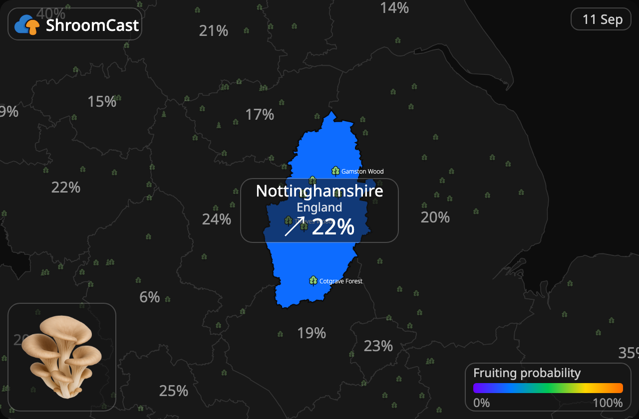 Orecchione Nottinghamshire
