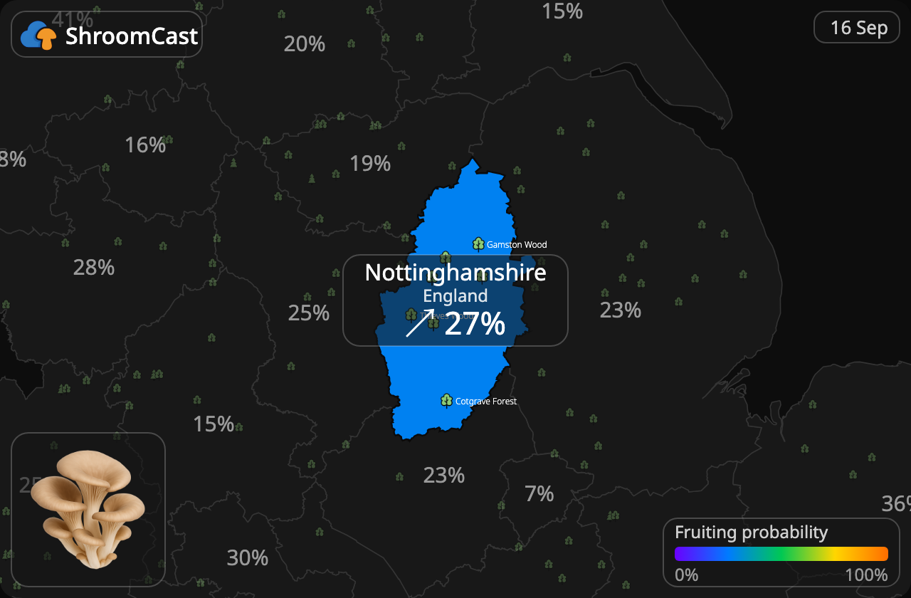 Boczniak Nottinghamshire