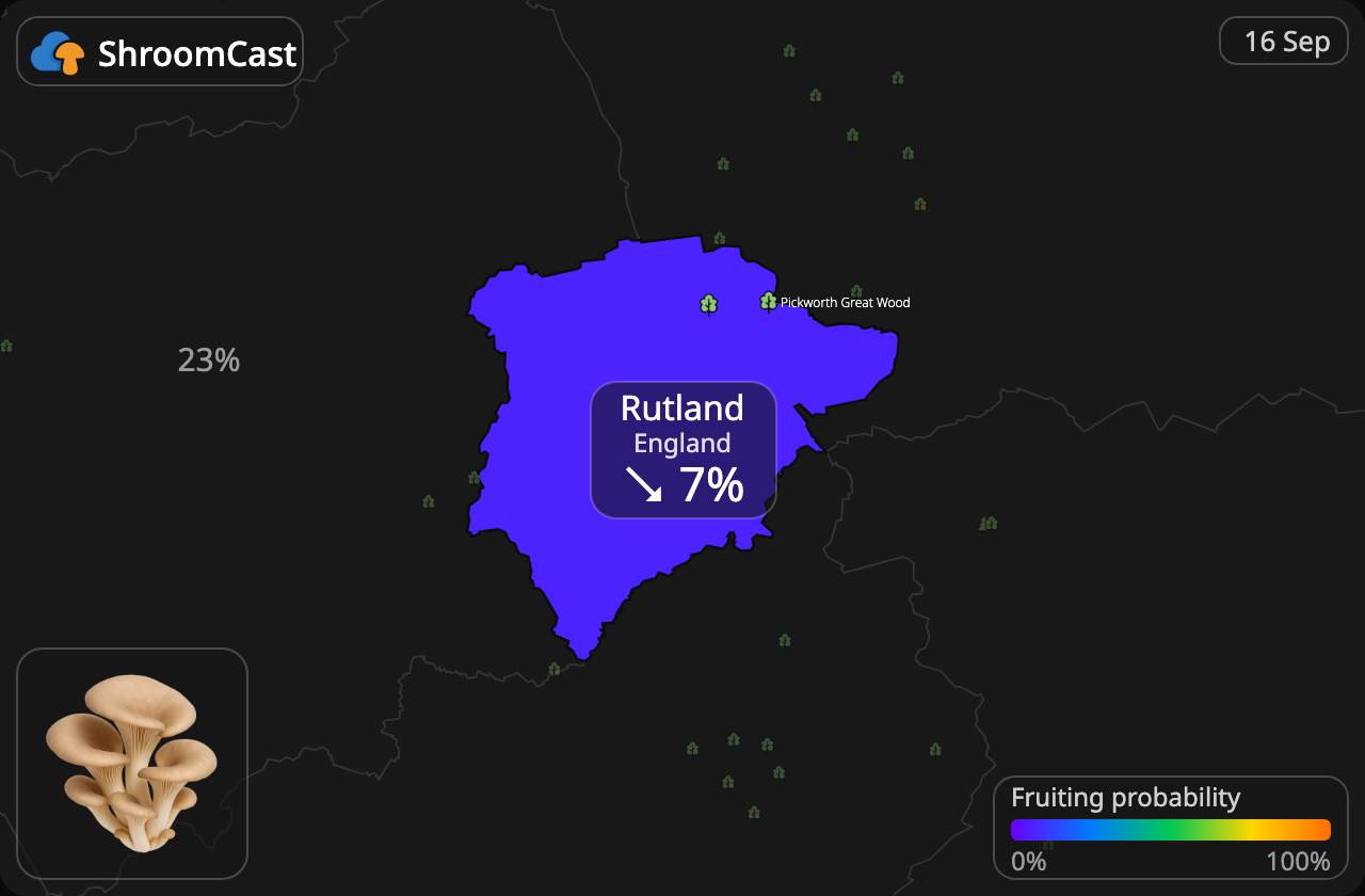 Boczniak Rutland