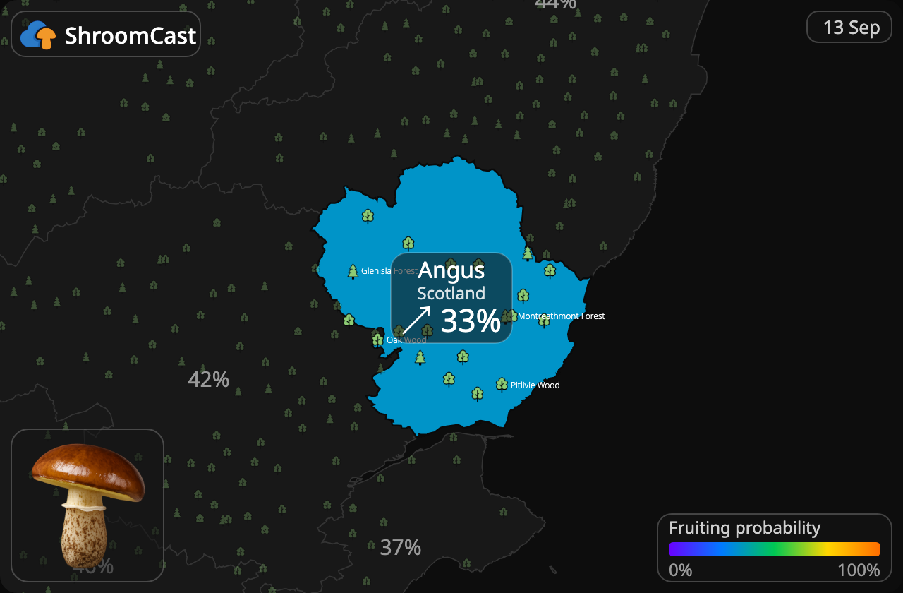 Bruine ringboleet Angus