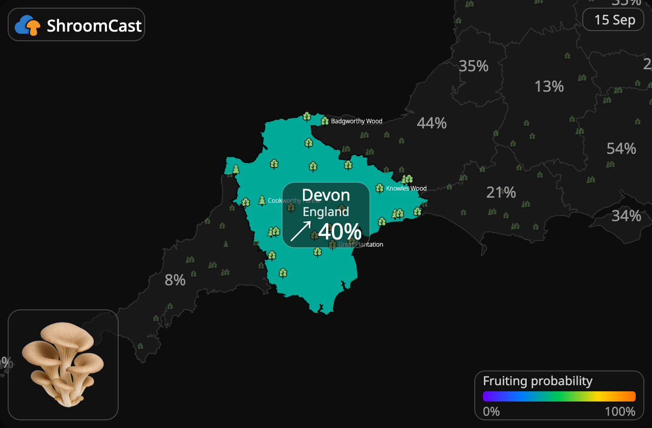 Boczniak Devon