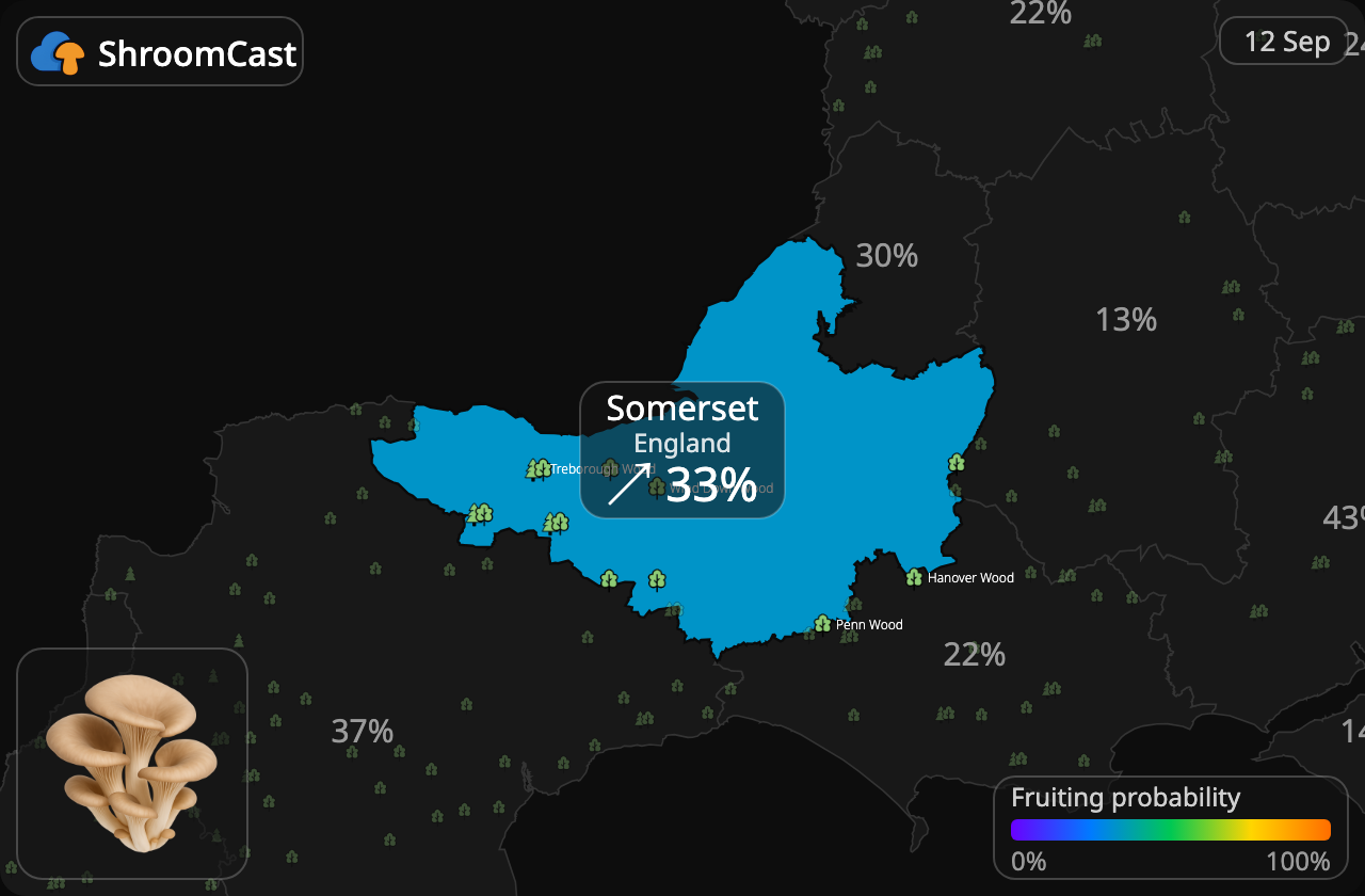 Austernseitling Somerset