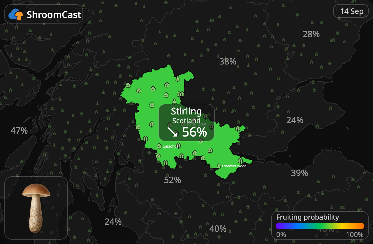 Підберезник звичайний Stirling