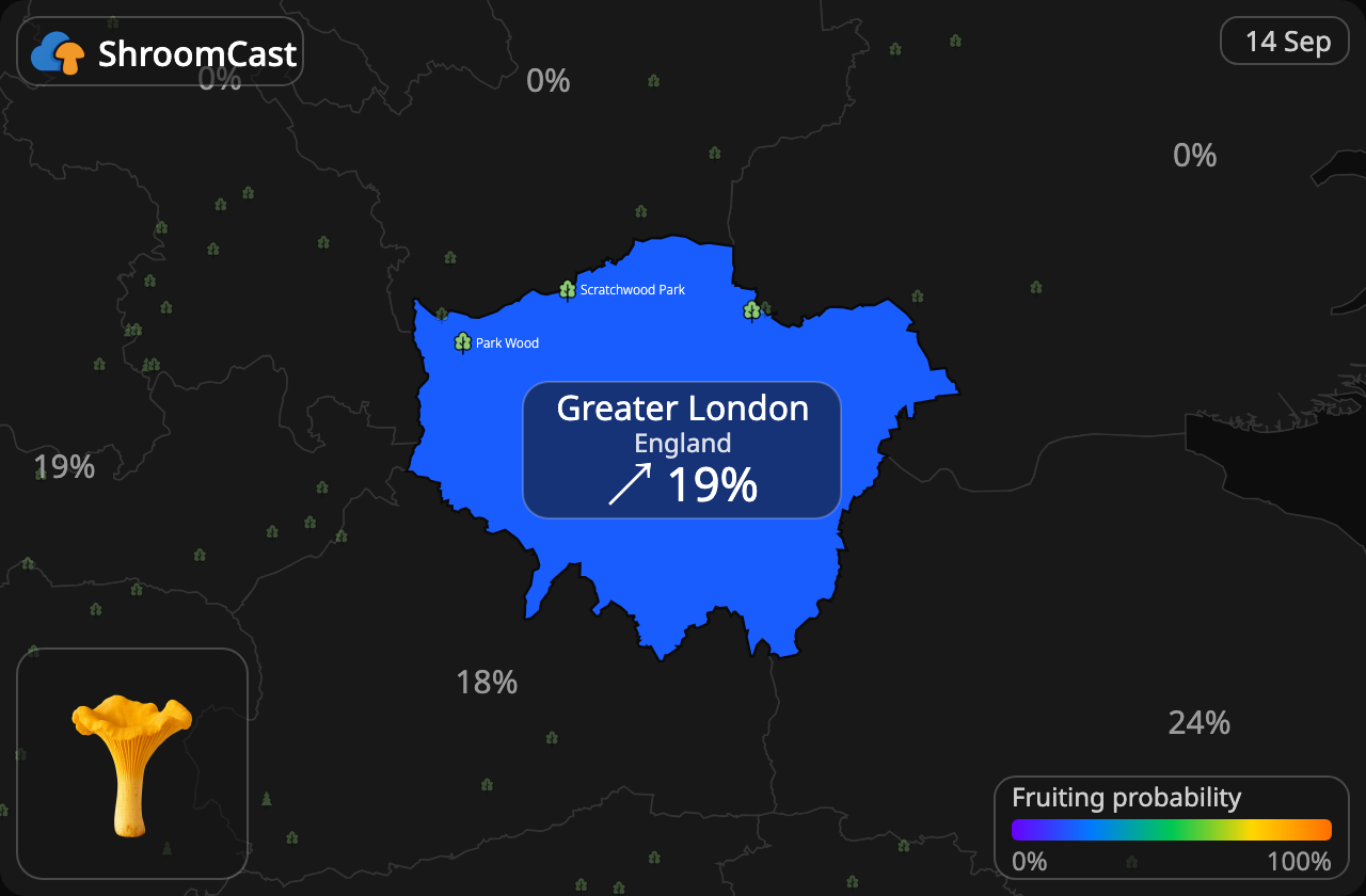 Лисичка звичайна Greater London