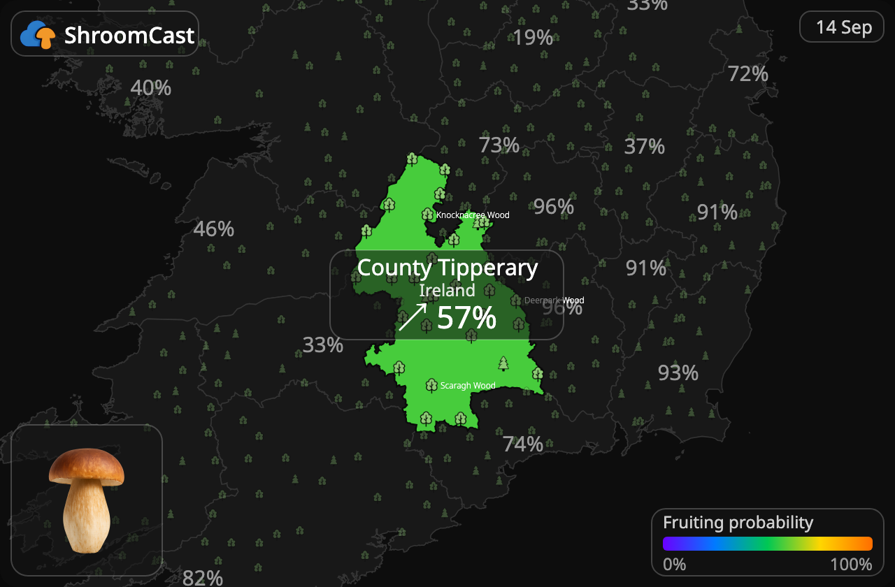 Cèpe County Tipperary