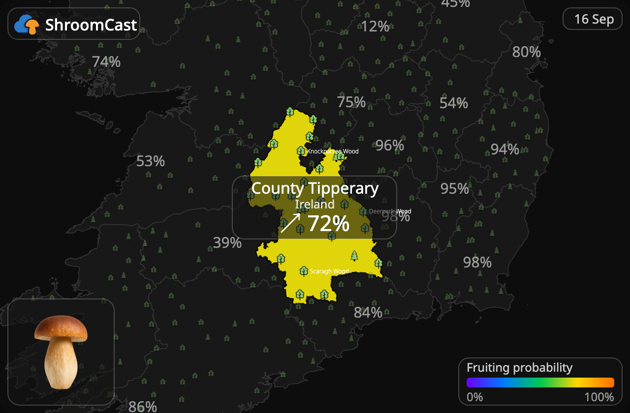 Prawdziwek County Tipperary
