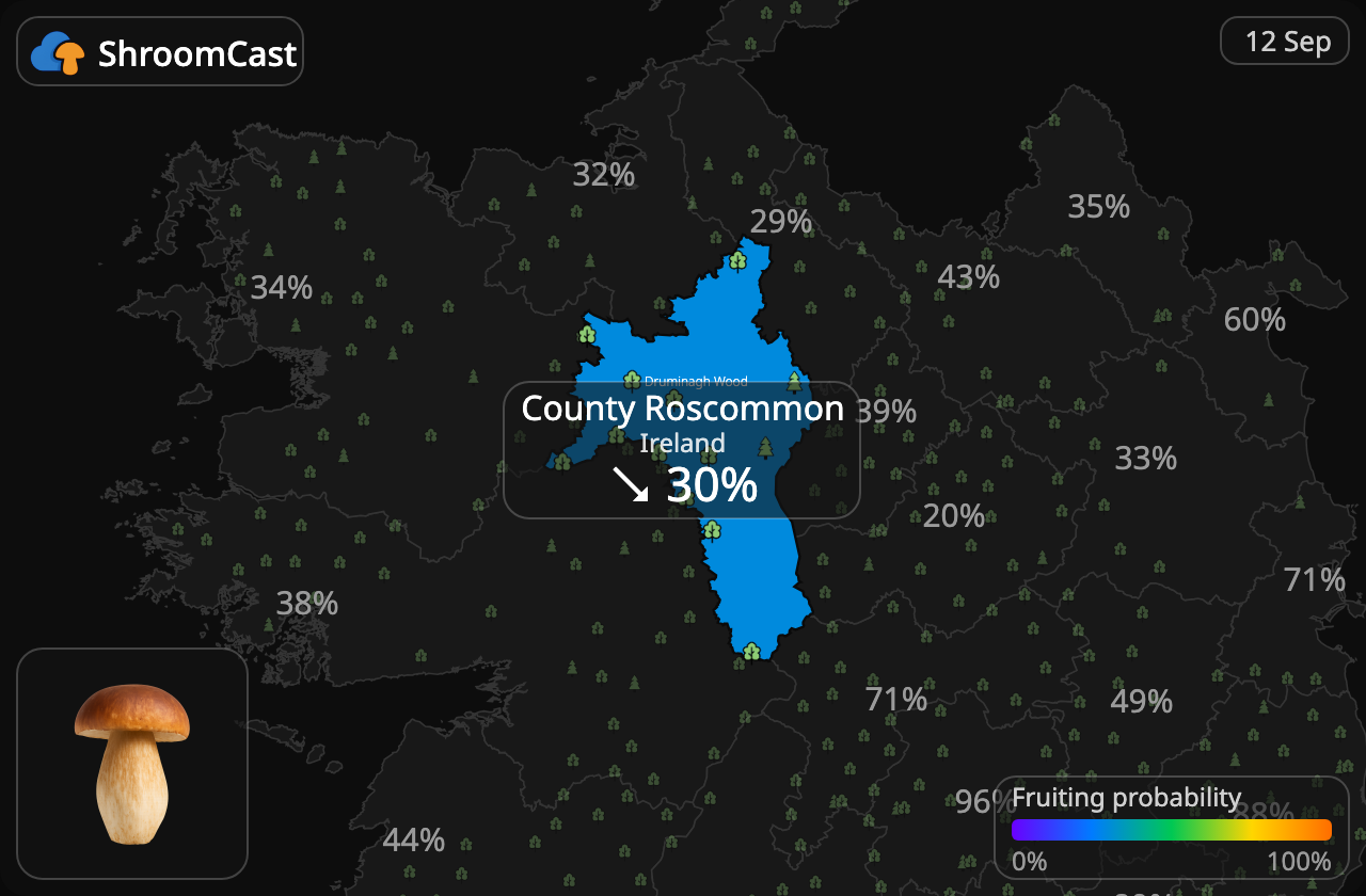 Porcino County Roscommon