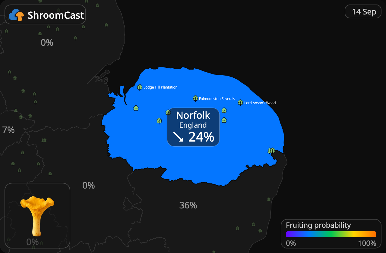 Girolle Norfolk