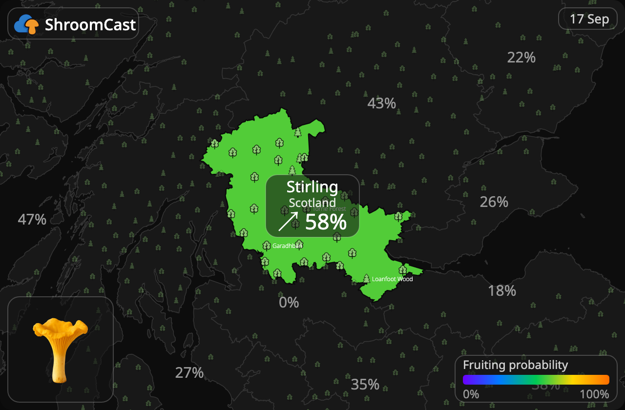 Kurka Stirling