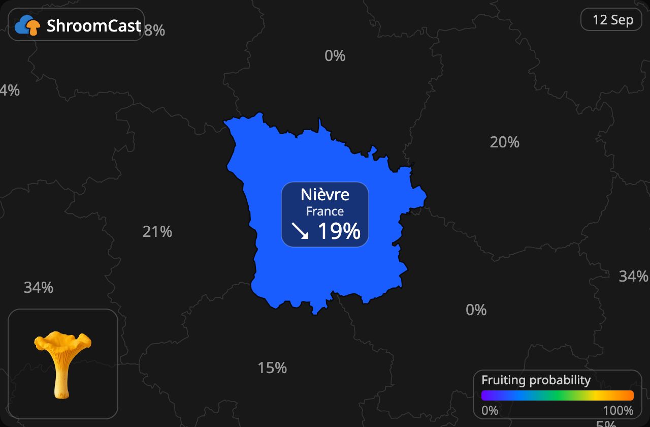 Kantarelli Nièvre