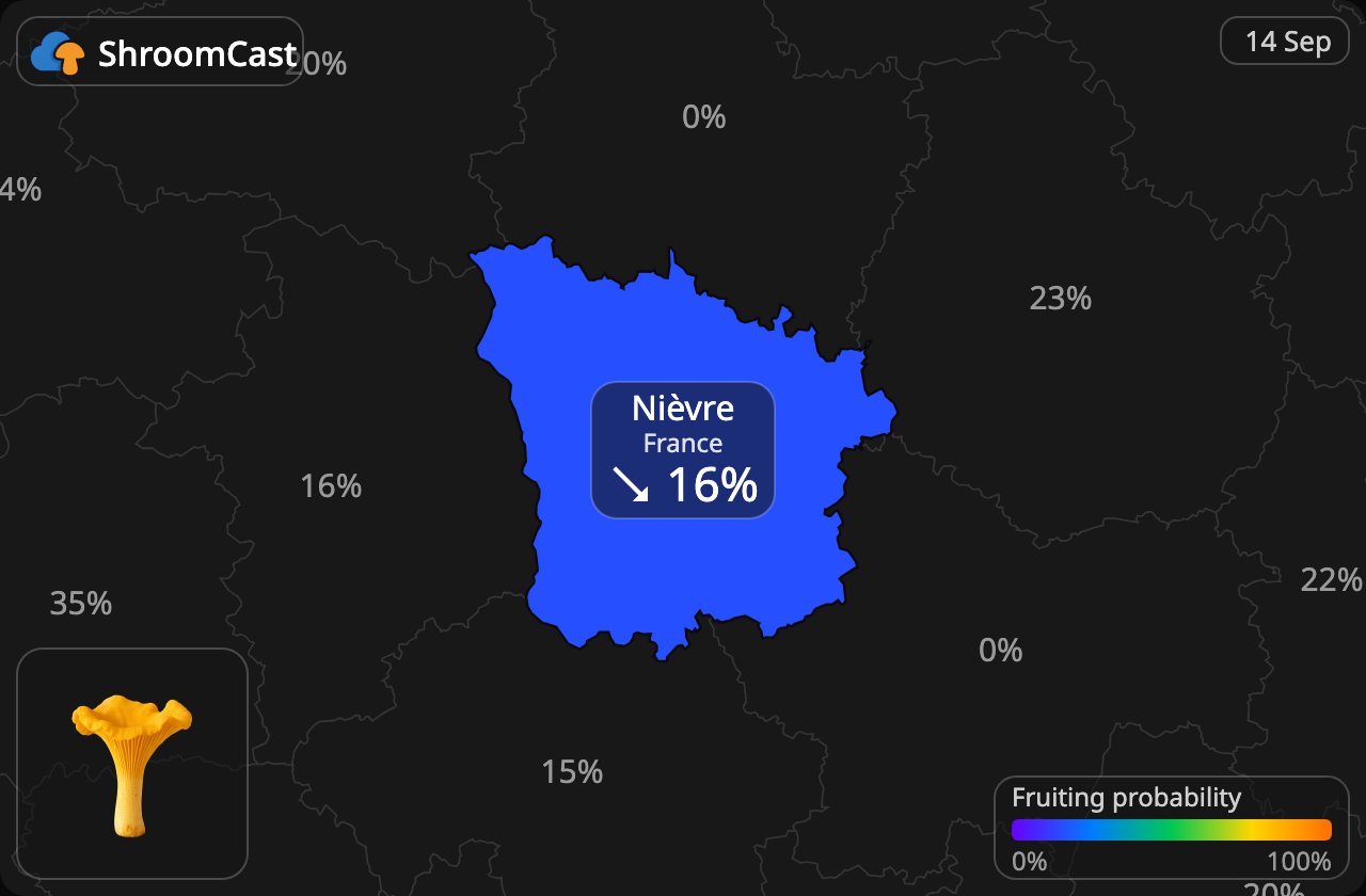 Chanterelle Nièvre