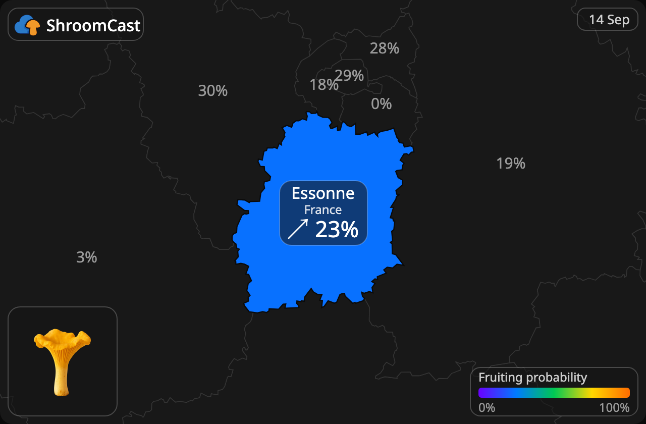 Kantarell Essonne